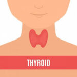 Unraveling the Intricacies of Thyroid Health: A Comprehensive Guide
